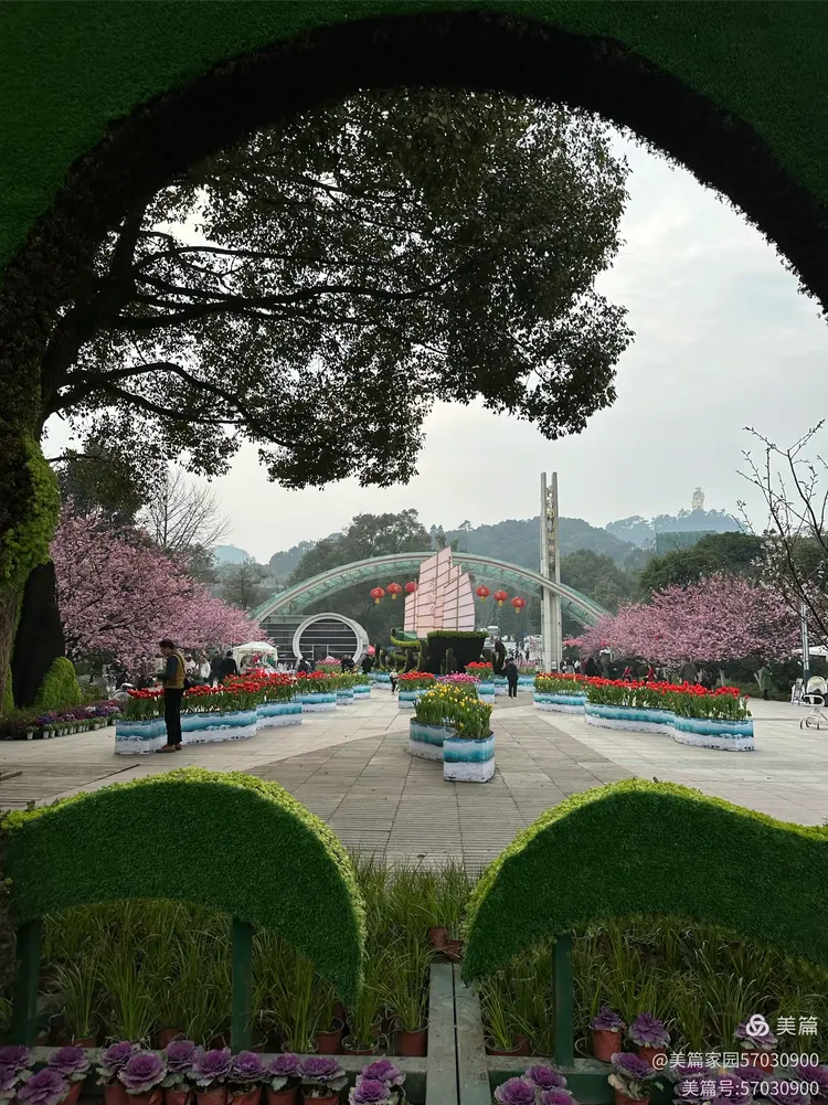 2024龙年樱花节 重庆南山公园